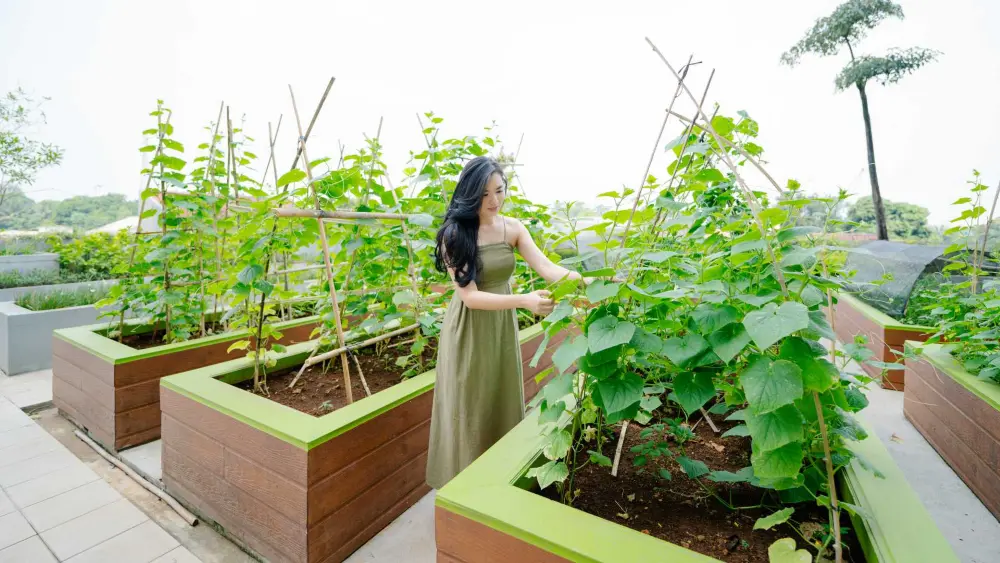 Kebun tanaman sayuran atau produktif untuk di konsumsi sendiri oleh penghuni